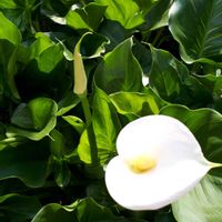 カラー,花言葉,つぼみに魅せられて,金曜日の蕾たち,しあわせ運べるようにの画像