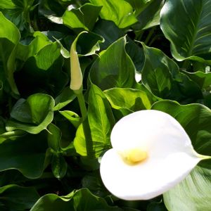 カラー,花言葉,つぼみに魅せられて,金曜日の蕾たち,しあわせ運べるようにの画像