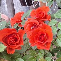 薔薇,コチレドン ,つぶやきの画像