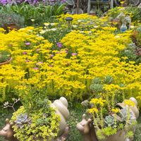 多肉植物,セダム属,多肉寄せ植え,多肉の花,いつもありがとう♡の画像