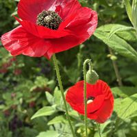 ポピー,ナチュラルガーデン,こぼれ種,お庭の花たち,花と暮らすの画像