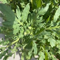 ポピー,プランター植え,花のある暮らし,見元園芸,玄関の画像