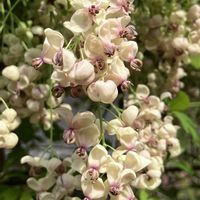 アケビ,山野草,お山,ゴヨウアケビ。,ミツバアケビ。の画像