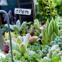多肉植物,多肉箱庭,母の日,花のある暮らし,緑のある暮らしの画像