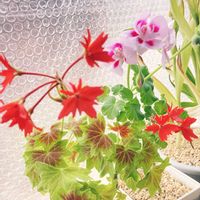 ゼラニウム,もみじばゼラニウム,室内,室内管理の画像
