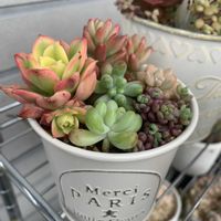 夕映え,小さな寄せ植え,感謝の気持ちの画像