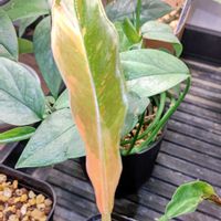 フィロデンドロン リングオブファイア,観葉植物,部屋の画像