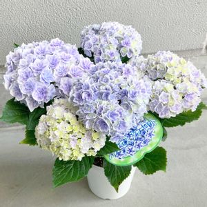 ハイドランジア,紫陽花,アジサイ（プリンセスシャーロット）,アジサイ（プリンセスシャーロット）,紫陽花  プリンセスシャーロットの画像