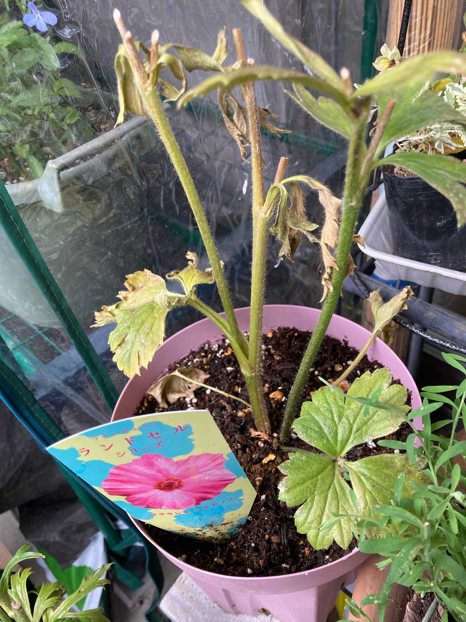 PR ラナンキュラス ラックス ランドセルモニター 三ツ星品質モニター