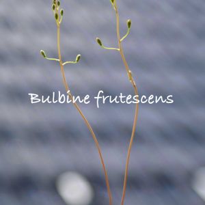 Bulbine mesembryanthoides,メセブリ,Bulbine mesembryanthemoides,玉ボケ倶楽部,窓辺の画像