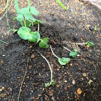 オクラ,丸莢オクラ,丸莢オクラエメラルド,種まき,夏野菜の画像