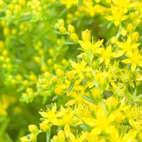 オノマンネングサ,お散歩,iPhone撮影,千葉市都市緑化植物園の画像