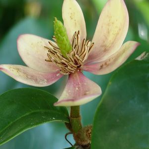 エゴノキ,カラタネオガタマ,ヤマボウシ,木に咲く花,マンションの花壇の画像