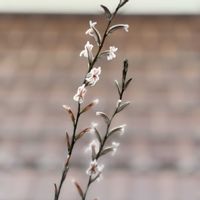 ジャーマンアイリス,ノースポール,ルビーネックレス,ハオルチアの花,ハオルチア クーペリーの画像