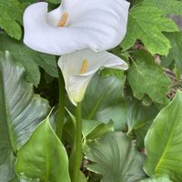 カシワバアジサイ,カラー,花言葉,庭の画像