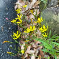 オダマキ,ニガナ,ニガナ,イモカタバミ,ミヤマヨメナの画像