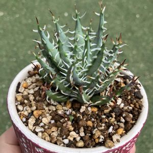 アロエ,アロエ エリナケア,多肉植物,塊根植物,コーデックスの画像