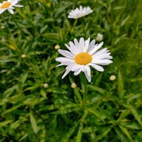 フランス菊,花言葉,野草,感謝,花散歩の画像