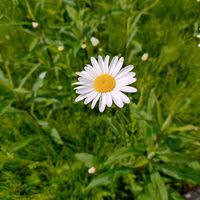 フランス菊,花言葉,野草,感謝,花散歩の画像