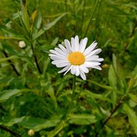 フランス菊,花言葉,野草,感謝,花散歩の画像