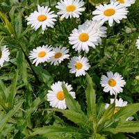フランス菊,花言葉,野草,感謝,花散歩の画像