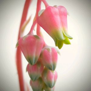 エケベリア,リメ缶,福岡県,多肉植物の花記録,金曜日の蕾たちの画像