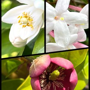 カラタネオガタマ,八朔,羽衣ジャスミン,羽衣ジャスミン ミルキーウェイの画像