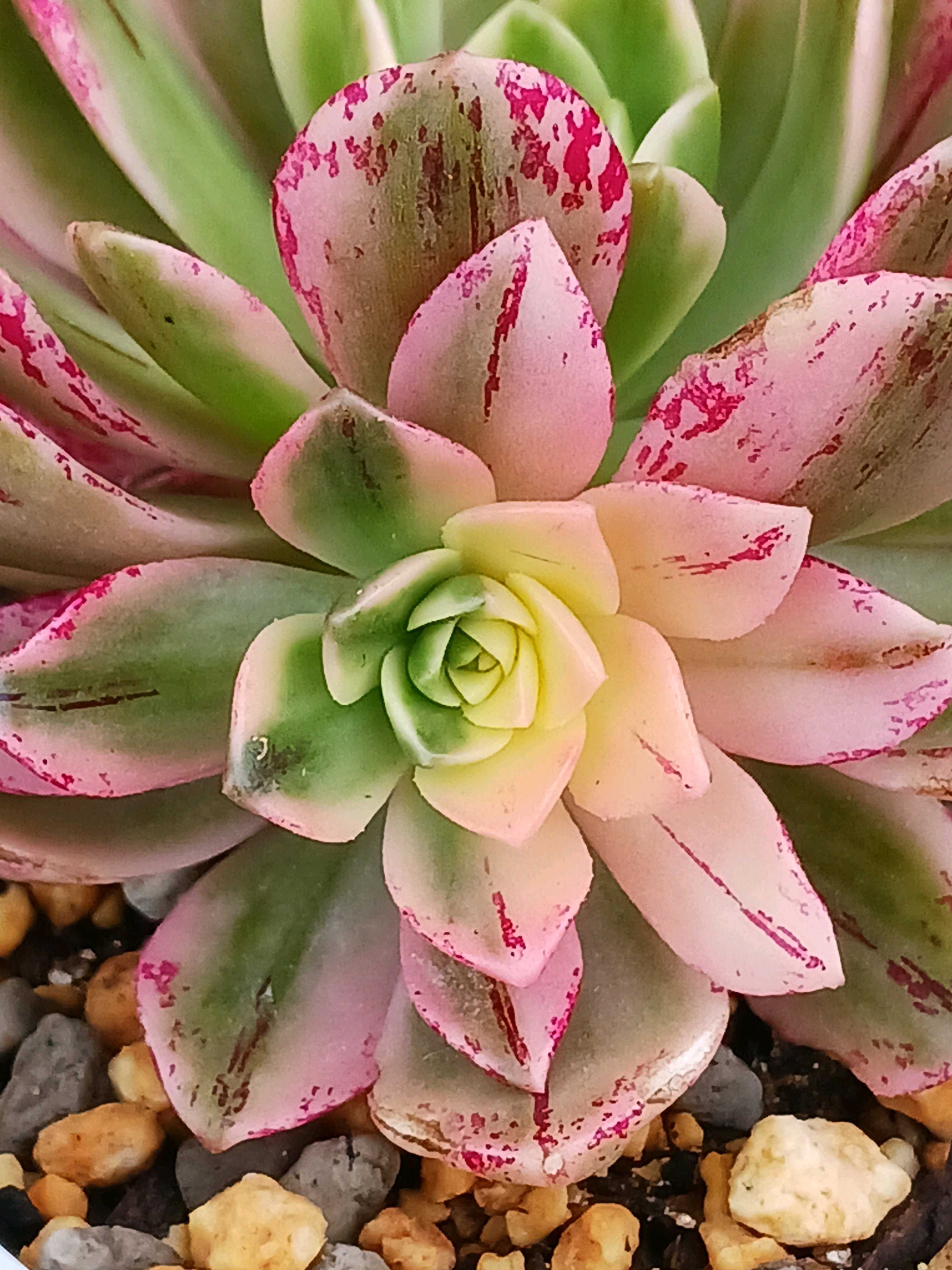 ブロンズメダル錦の一覧｜🍀GreenSnap（グリーンスナップ）