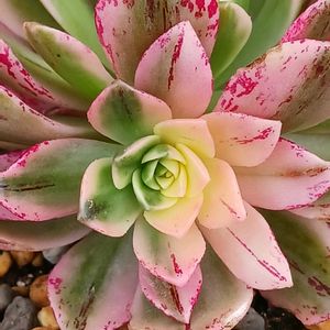 サボテン,サボテン,ブロンズメダル錦,ブロンズメダル錦,甜茶錦の画像