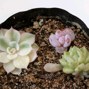 ルノーディーン,ラウイ実生,Vincent catto,寄せ植え,多肉植物の画像