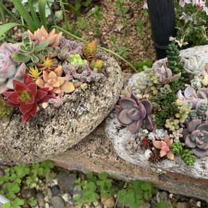 寄せ植え,多肉植物,ガーデニング,リメ鉢,植物のある暮らしの画像