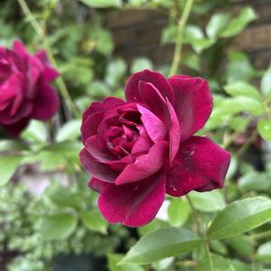 シェードガーデン,ばら バラ 薔薇,ずぼらガーデナー,小さな庭,庭の画像
