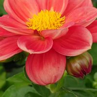 アヤメ,ダリア,ミヤコワスレ,ワスレナグサ,金曜日の蕾たちの画像