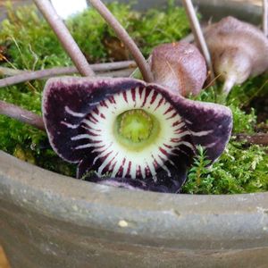カンアオイ,山野草,自家栽培の野菜達,植物と暮らす,生け花のある暮らしの画像
