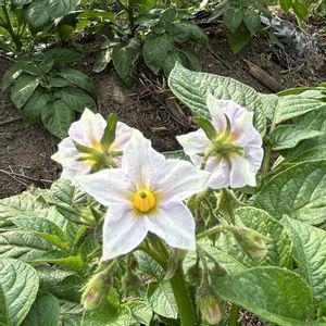 ジャガイモ,マイガーデン,感謝,野菜の花,自家製野菜の画像
