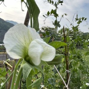 スナップエンドウ,マイガーデン,感謝,野菜の花,自家製野菜の画像