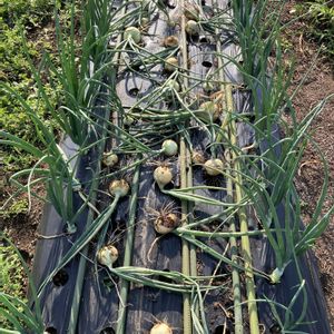 早生たまねぎ  ソユーズ,収穫,野菜遺産,家庭菜園,畑の画像