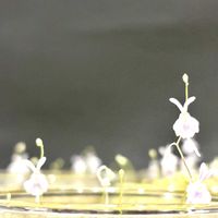 ウサギゴケ,ウサギゴケ,ウトリクラリア・サンダーソニー,ウトリクラリア・サンダーソニー,Utricularia sandersoniiの画像