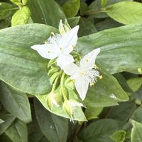 コキア,トキワツユクサ,レタス,九条ネギ,キュウリ 夏すずみの画像