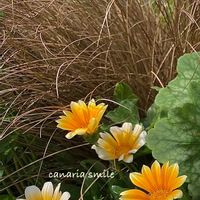 カレックス,カレックス ブロンズカール,ガザニアビースト カナリアスマイル,花のある暮らし,葉っぱのある暮らしの画像