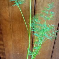 ディル,鉢植え,一年草,ハーブを楽しむ,セリ科の画像