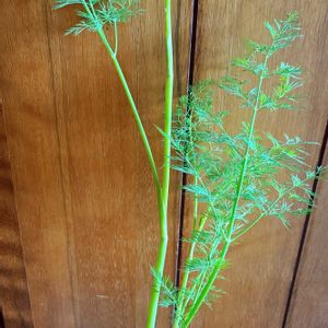 ディル,鉢植え,一年草,ハーブを楽しむ,セリ科の画像