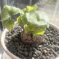 亀甲竜,亀甲竜,塊根植物,コーデックス,ディオスコレア属の画像