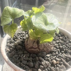 亀甲竜,亀甲竜,塊根植物,コーデックス,ディオスコレア属の画像