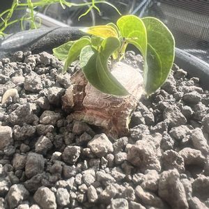 亀甲竜,亀甲竜,塊根植物,コーデックス,ディオスコレア属の画像