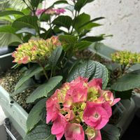 アジサイ,アイビー,レモンの木,ベランダの画像