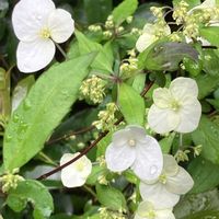 コガクウツギ,コガクウツギ,紫陽花,紫陽花　あじさい　アジサイ,ハイドランジア　フレンチボレロの画像