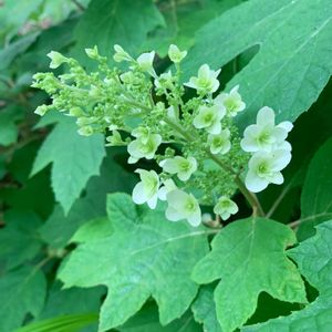 カシワバアジサイ,柏葉紫陽花,柏葉アジサイ,柏葉紫陽花(カシワバアジサイ),かしわばあじさいの画像