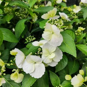 シェードガーデン,紫陽花 アジサイ あじさいの画像