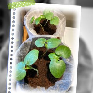 オクラ,丸オクラ,水耕栽培,種から,無農薬野菜の画像